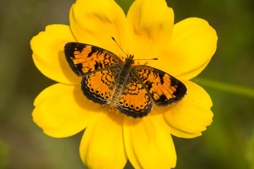 Pearl Crescent