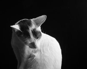 Whit Pet Cat in Studio