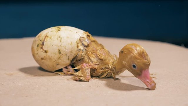 One chick hatches from an egg, close up.