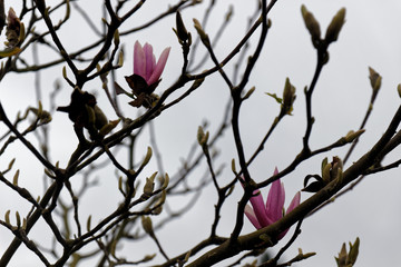 Deux fleurs sur un tulipier