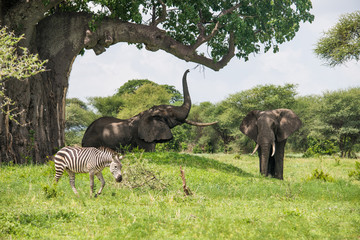 Obraz premium Słoń próbuje wyciągnąć liście z baobabu