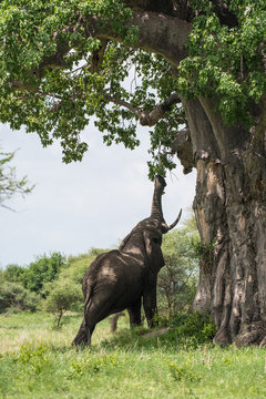 Fototapeta Elephant eating babobab tree using proboscis