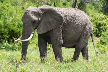 Big african  elephant with crossed tusks