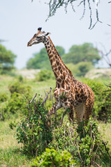 Beautiful giraffe in bushes
