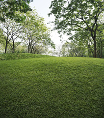 Fototapeta na wymiar Green grass field with green fresh tree in public park, nature background