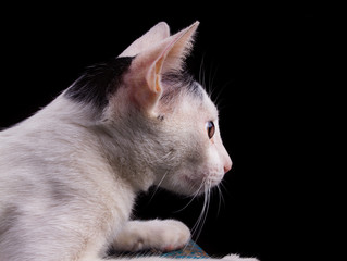 Whit Pet Cat in Studio