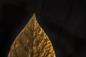 golden leaf on black background