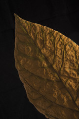 golden leaf on black background