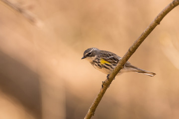 Yellow-rumped Warbler