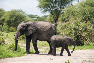 Fototapeta premium Big african elephant with small baby