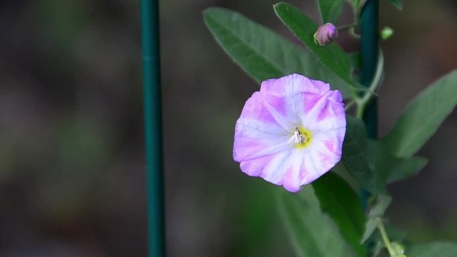 Convolvulus arvensis, field bindweed, flower, pink