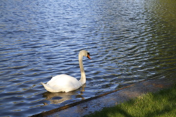 Weißer Schwan schwimmt auf einem See und präsentiert sich edel