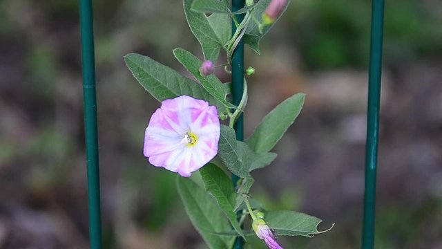 Convolvulus arvensis, field bindweed, flower, pink