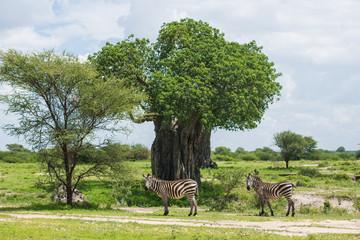 Baobab and zebras