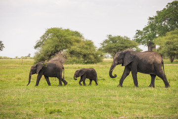 Elephants family walking