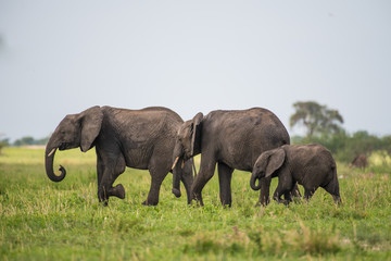 Naklejka na ściany i meble African elephants family
