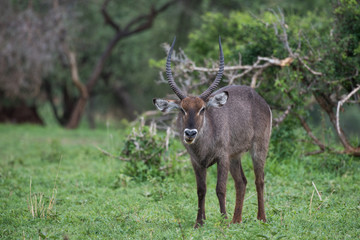 Male waterbuck