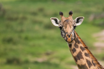 Beautiful giraffe's head on green background
