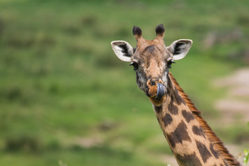Beautiful giraffe licking nose on green background