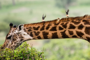 Beautiful bird sitting on giraffe's neck and two other birds flying away