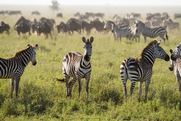 Fototapeta na wymiar Zebras in Serengeti