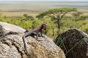 Lizard on a stone in Serengeti