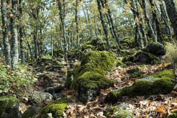 Detail of rock covered with very green moss in a forest. Daytime scene taken in autumn.
