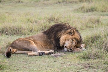 Male lion sleeping on the grass in Serengeti national park of Tanzania