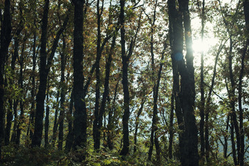 Detail of leafy and green oak forest. Daytime scene of an autumn day.