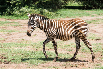 Fototapeta na wymiar Walking zebra in Lake Manyara reserve