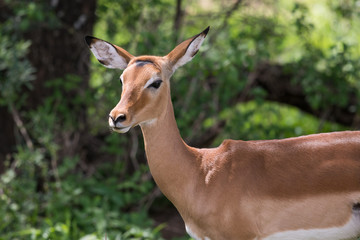 Cute female impala antelope closeup