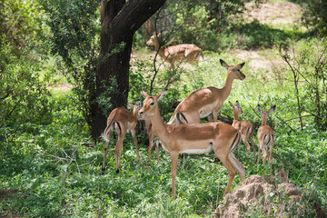 Group of female impalas  (antelopes) in Lake Manyara National Park