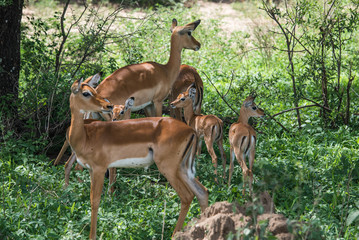 Naklejka na ściany i meble Herd of young impala (focus on the babies)
