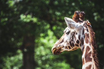 Girafe