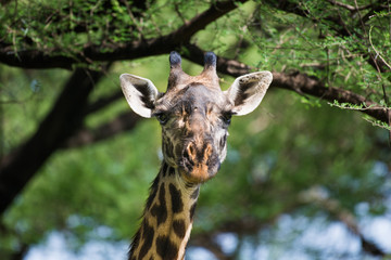 African giraffe head close-up