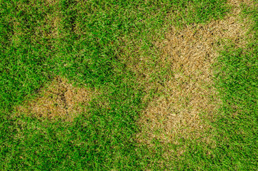 Grass texture. grass background. patchy grass, lawn in bad condition and need maintaining.