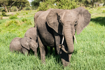 Big elephant protecting children