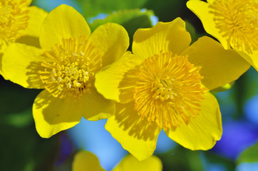 Caltha palustris-marsh plant with yellow petals.