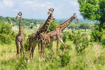 Crédence de cuisine en verre imprimé Girafe Four giraffes landscape
