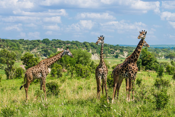 Fototapeta premium Scenic herd of giraffes