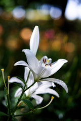 Obraz premium ゆりの花