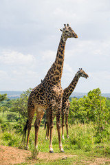 Beautiful pair of giraffe in Africa