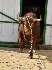 bull in spain