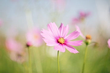 Cosmos pink flowers close up in field background vintage style
