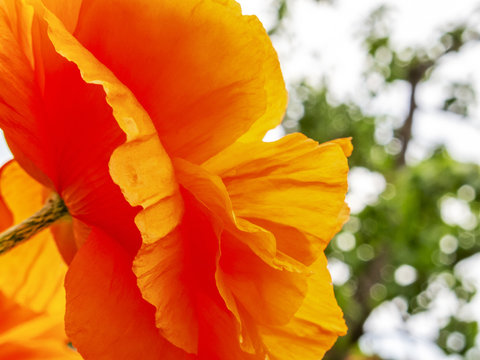 Side close-up image of a poppy flower from below
