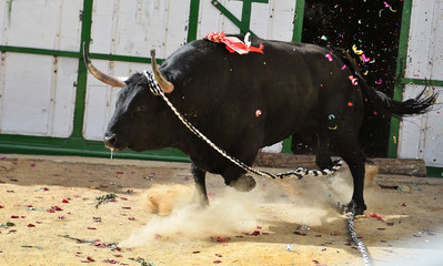 bull in spain