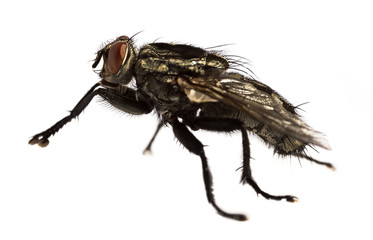 Side view flesh fly - Sarcophagidae