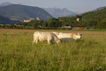 Fototapeta premium vache 8 juin 2018
