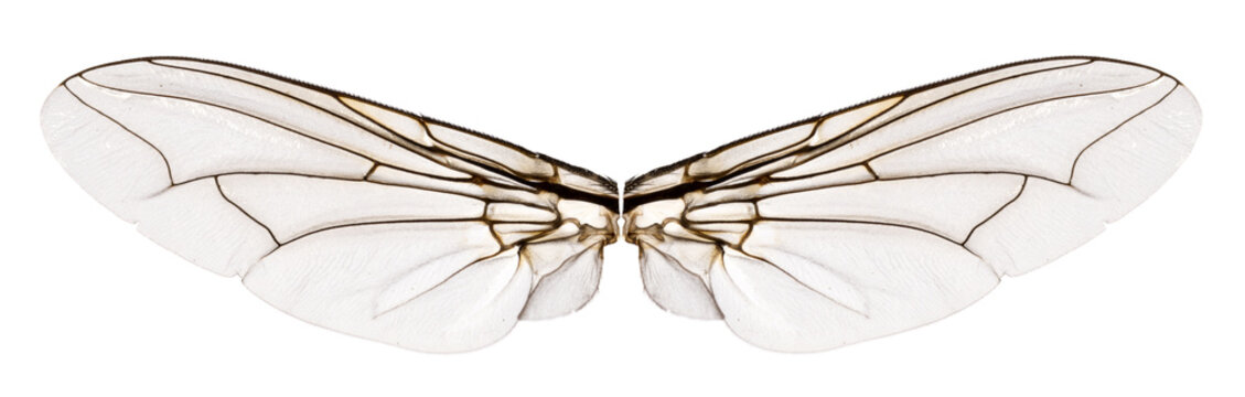 Wings flesh fly - Sarcophagidae
