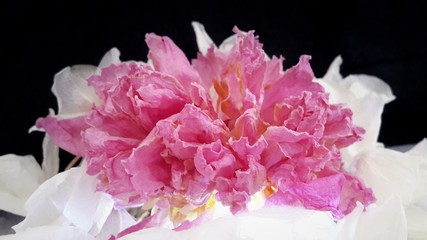 dried pink peony flower and dry petals white orchid on  black background